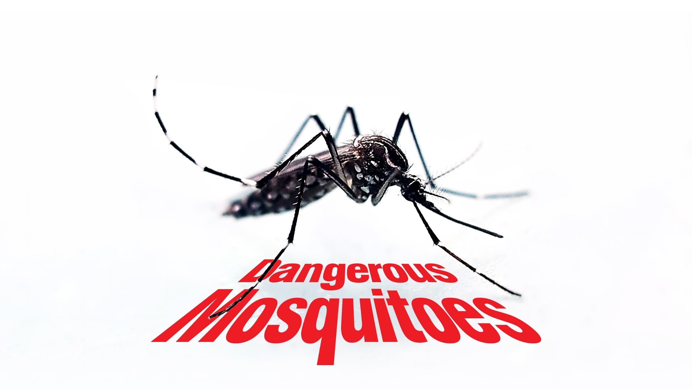 Dengue Fever in Bali, IV Drip Bali